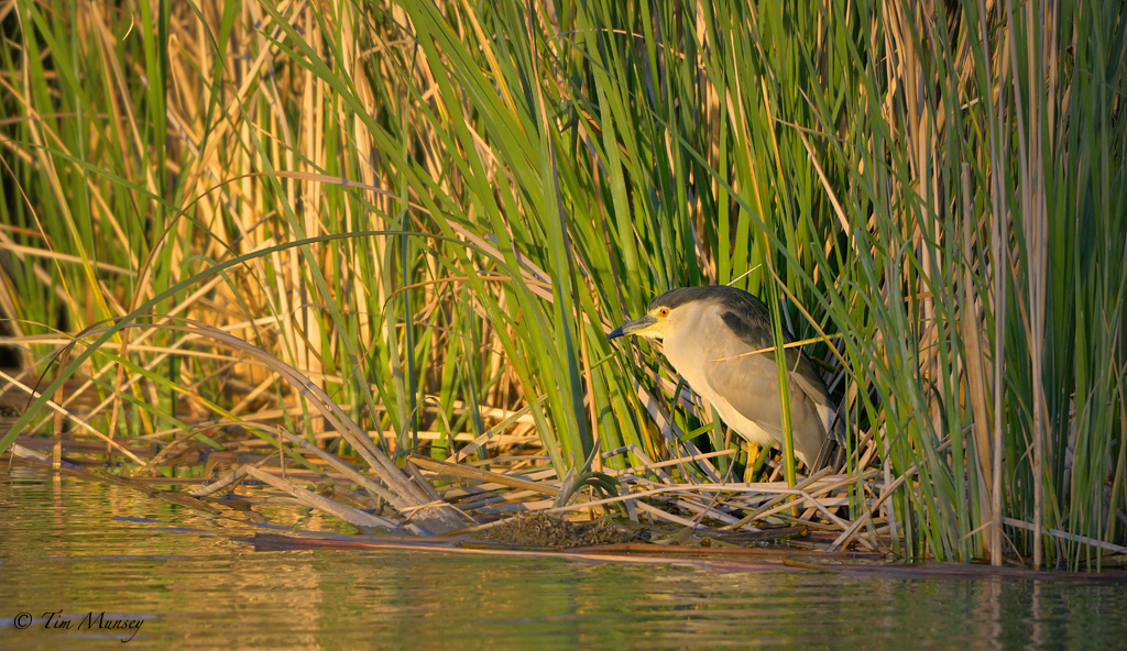 Night Heron 2012